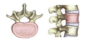 The left picture is a backbone (vertebrae), and the right picture is how they look from the side when they are stacked up.