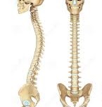 This is how the spine looks. The left is how it looks from the side, and the right is how it looks from the front.