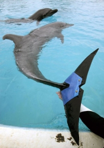 Dolphin with prosthetic tail.