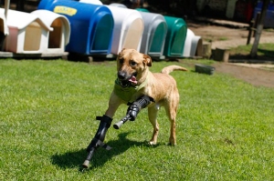 Doggy running with his prosthetic front legs.