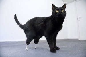 Fitted kitty prosthetic legs.