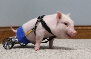 Piggy with prosthetic legs. Isn't it cute? Like a tiny wheelchair!